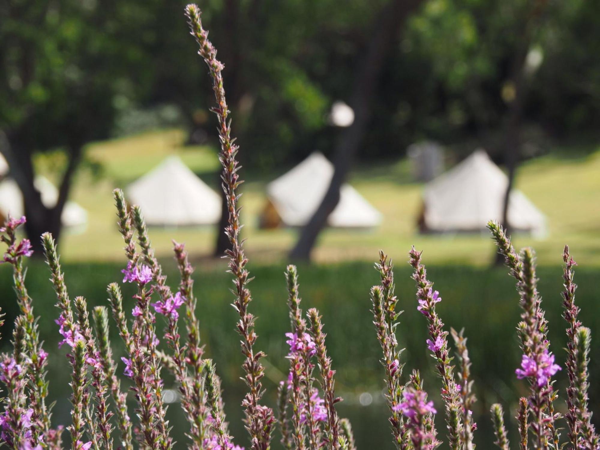 Iluka Retreat Glamping Village Red Hill South Extérieur photo